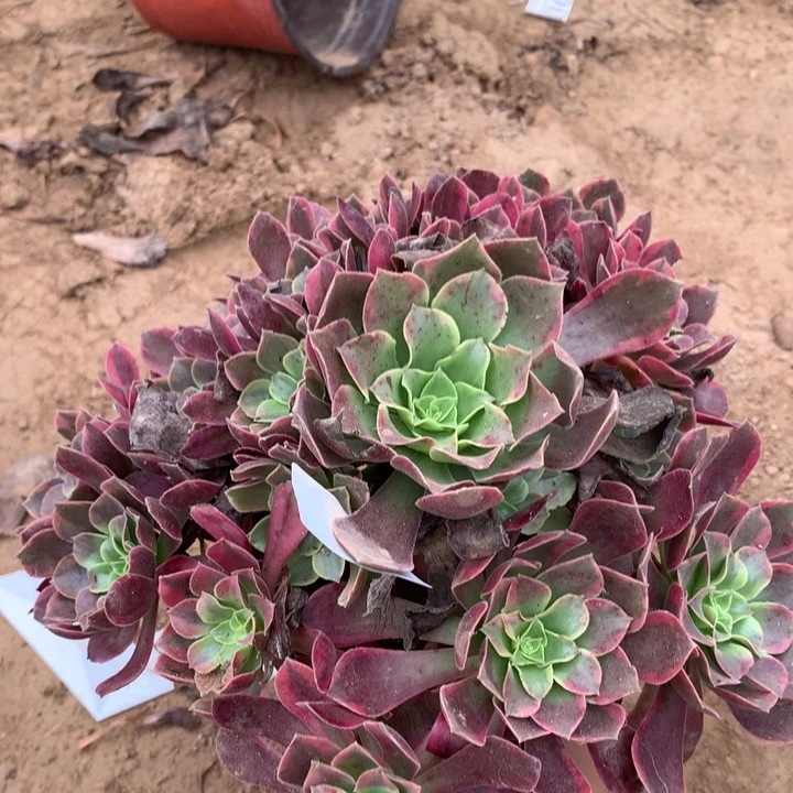 437金丝雀大手捧2