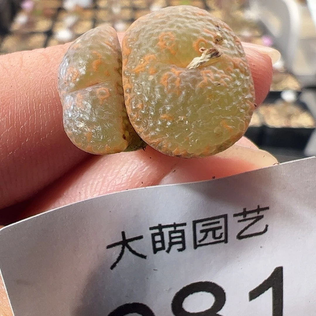 有疤福利。      981