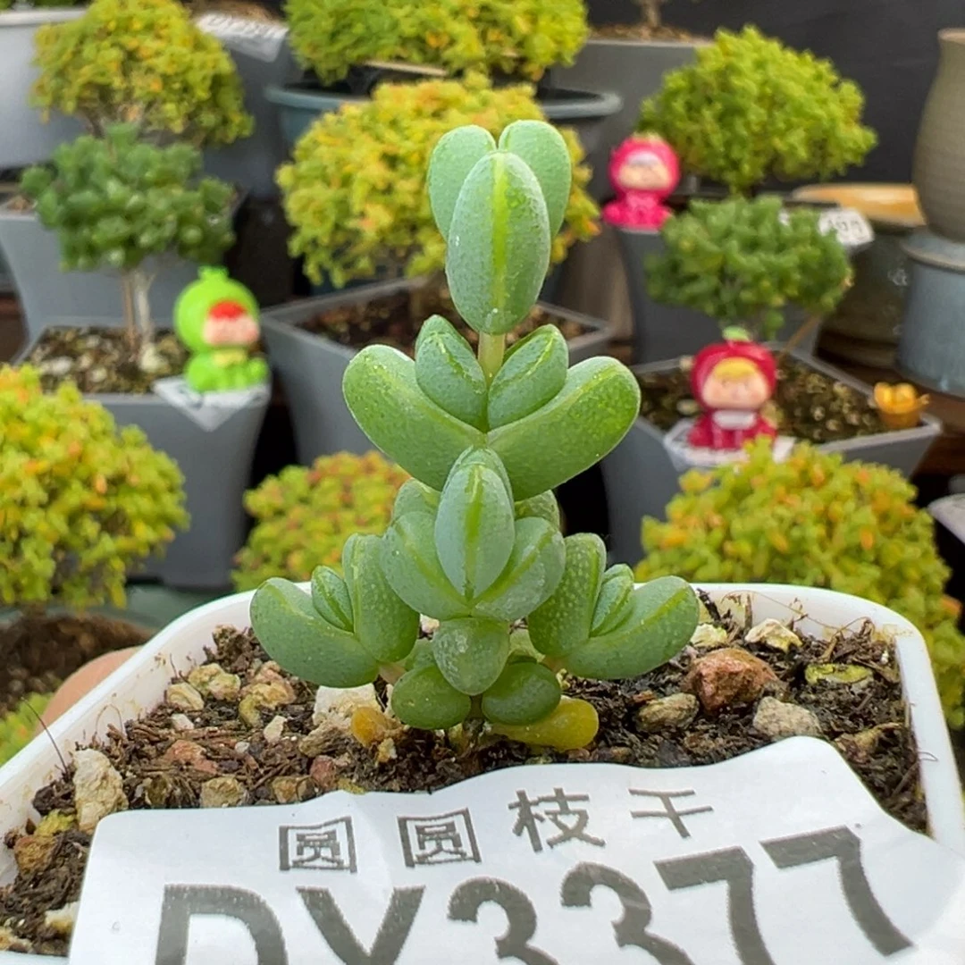 dy3377小小小元宝盆口5cm