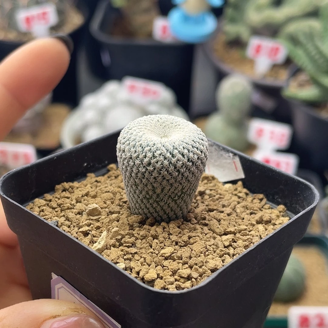 实生日系超白小人帽子