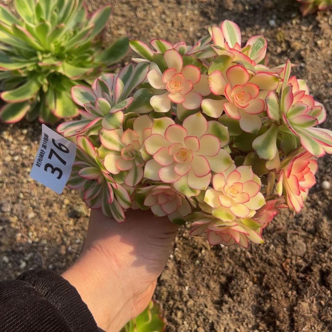 376荔枝。多肉植物