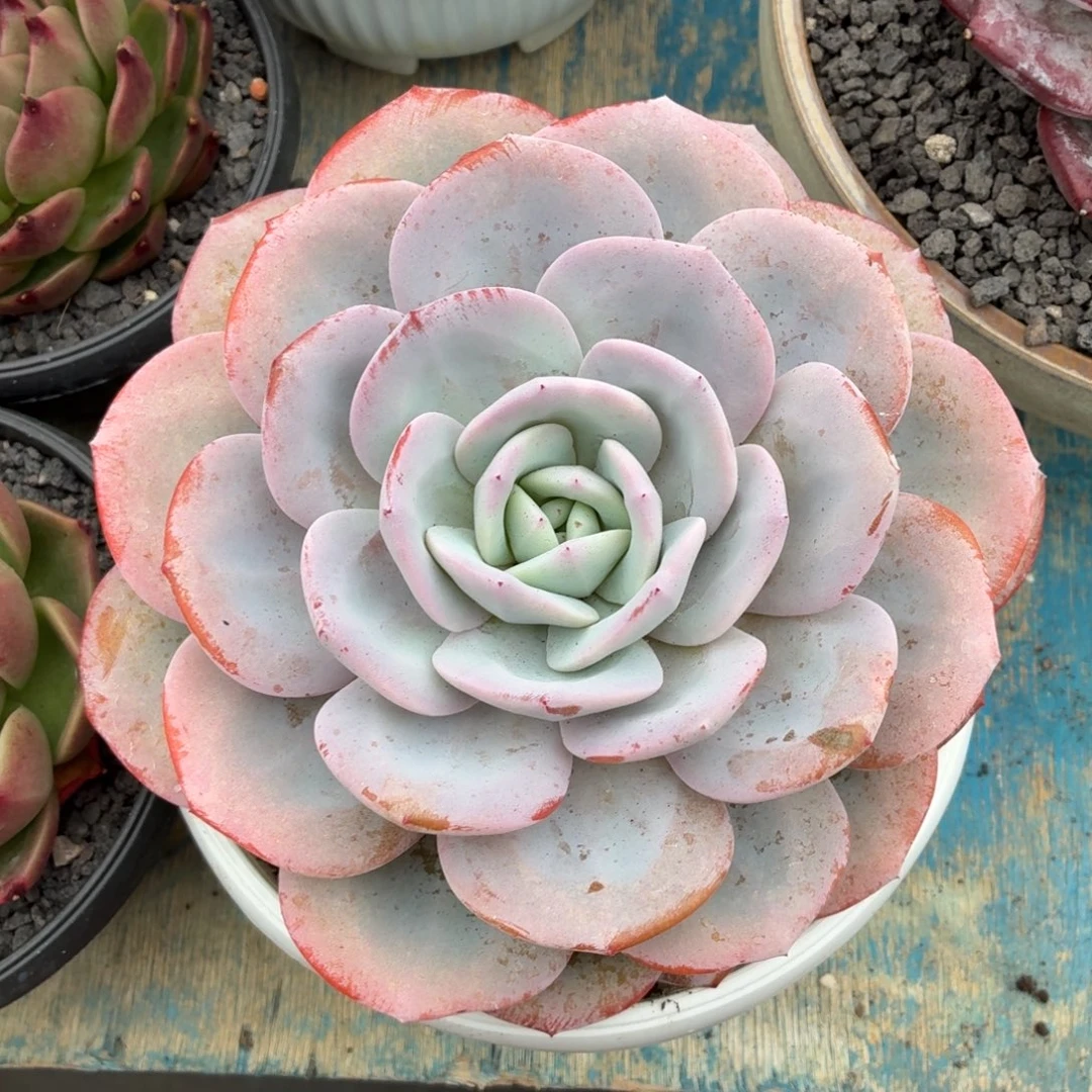 多肉植物 奶茶一物一拍-4