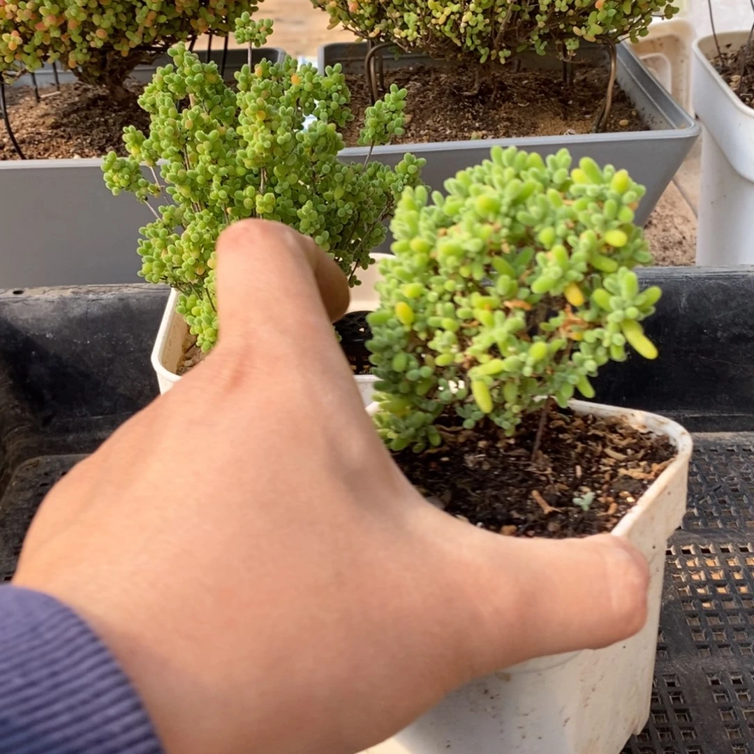 熙*枝干番杏多肉植物230