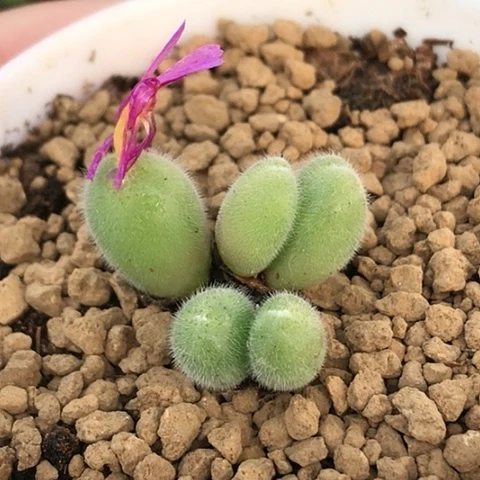 多肉肉锥 紫花毛球