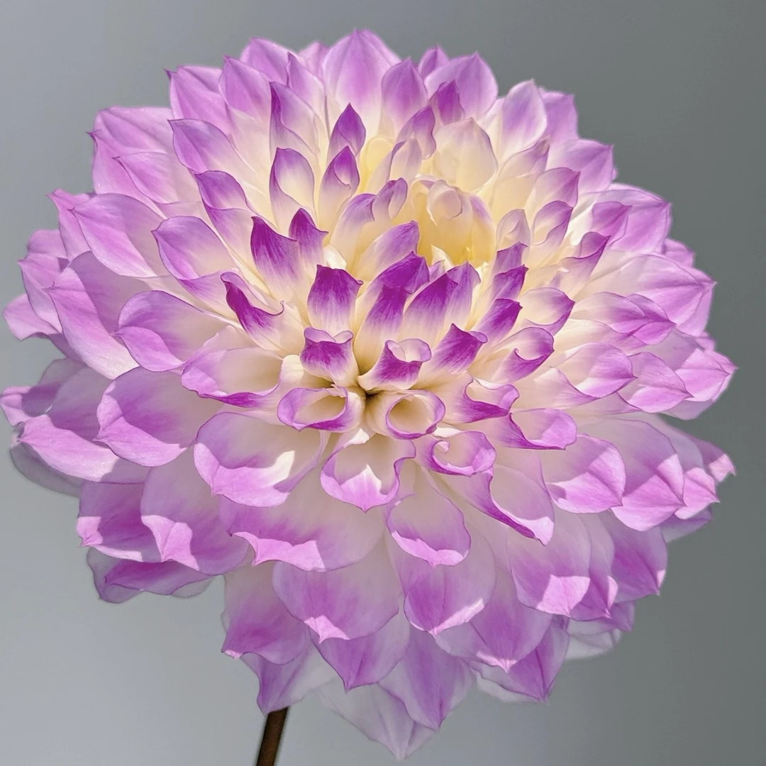 拉姆齐大丽花【加仑盆】盆栽大花型花卉四季开花阳台庭院观花