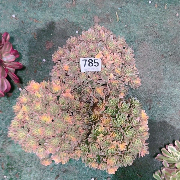 【闪购商品】甜茶785