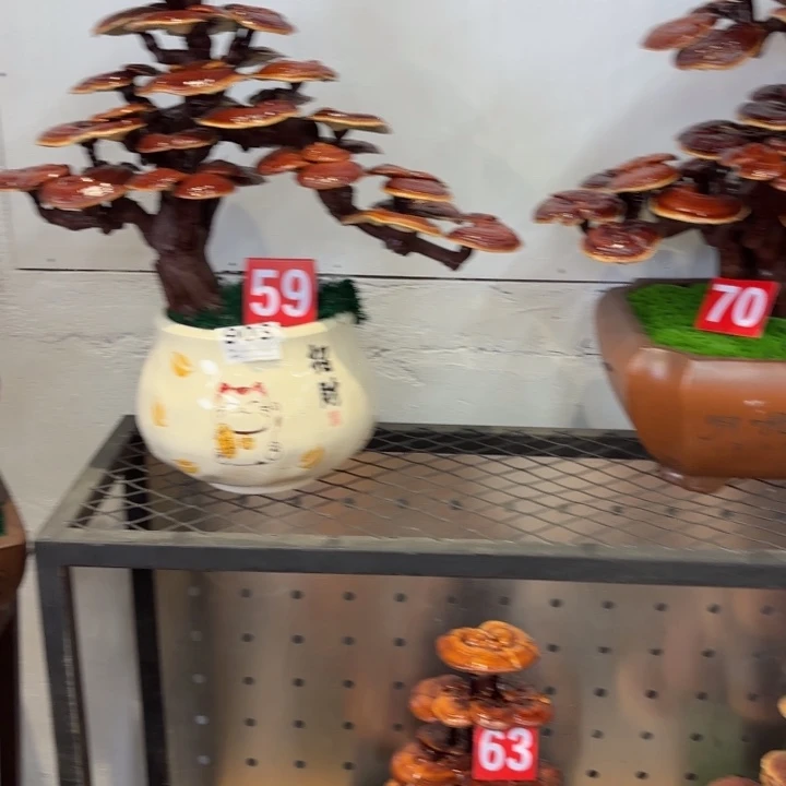 小***外灵芝888888888888888