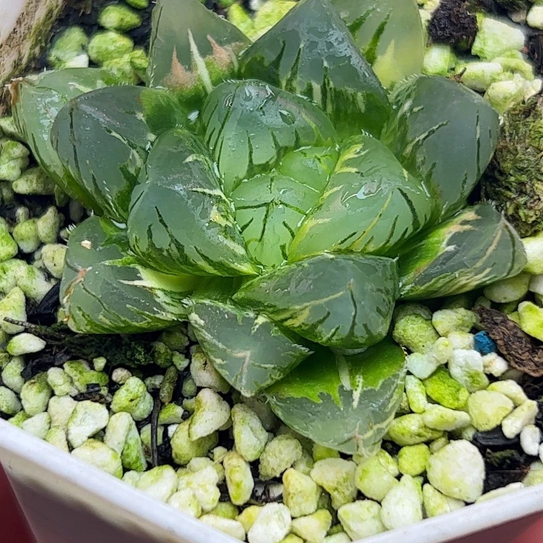 北极之光杂花水晶