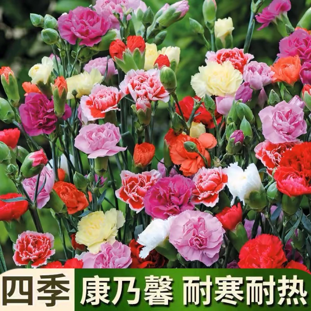 重瓣康乃馨种子四季开花盆栽耐寒易活绿植花卉种籽