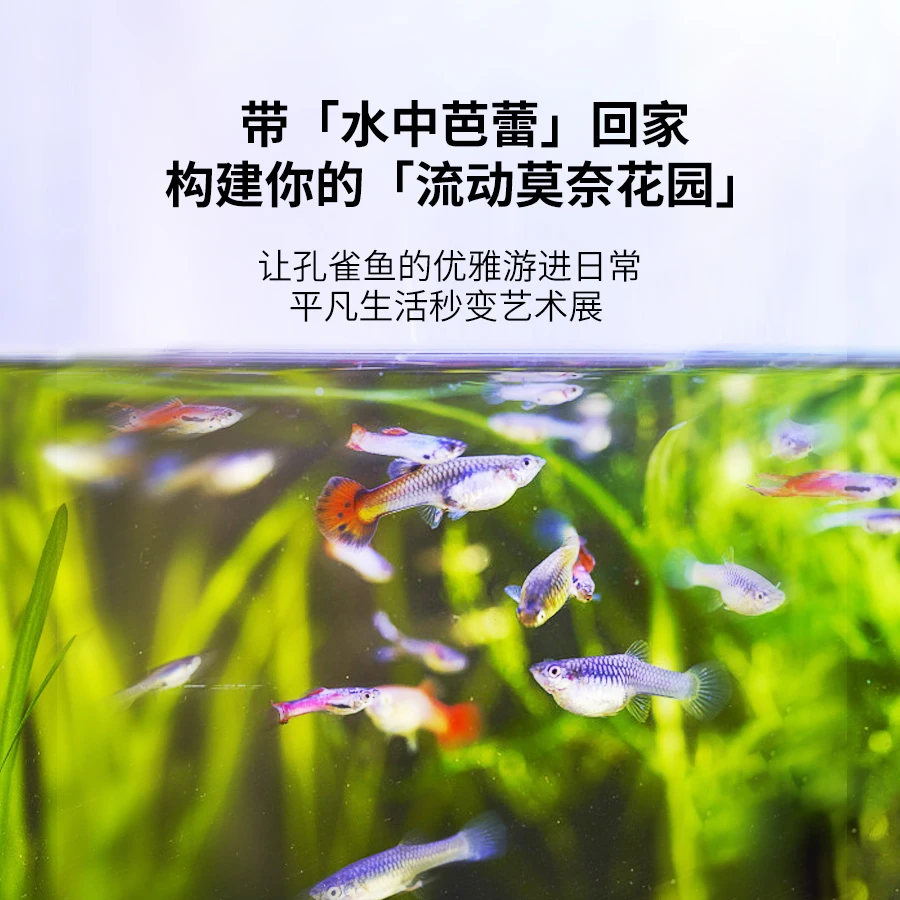 【孔雀鱼】观赏鱼热带鱼淡水鱼小鱼冷水鱼耐活好养繁殖自来水