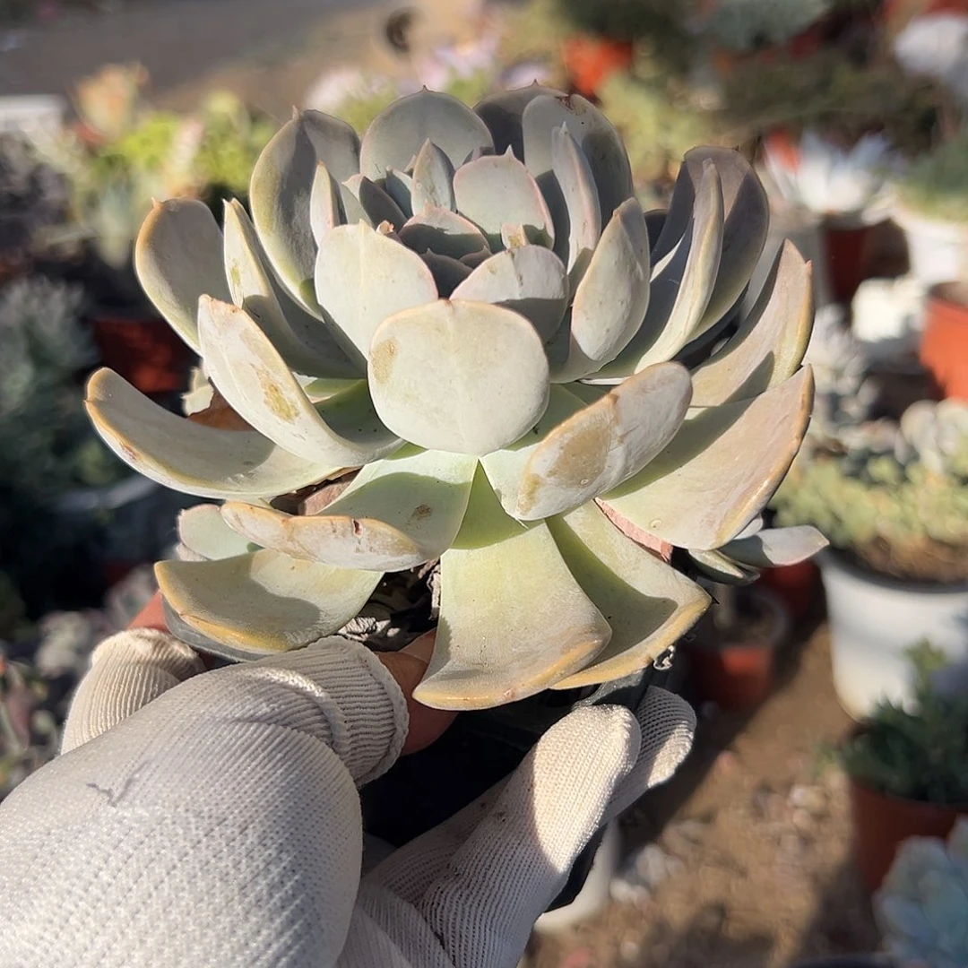 多肉植物鲁士石莲