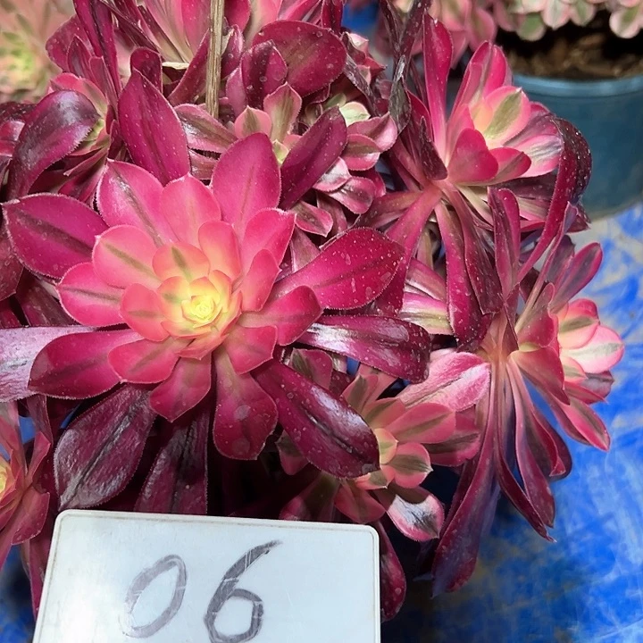 多肉植物美杜莎法师