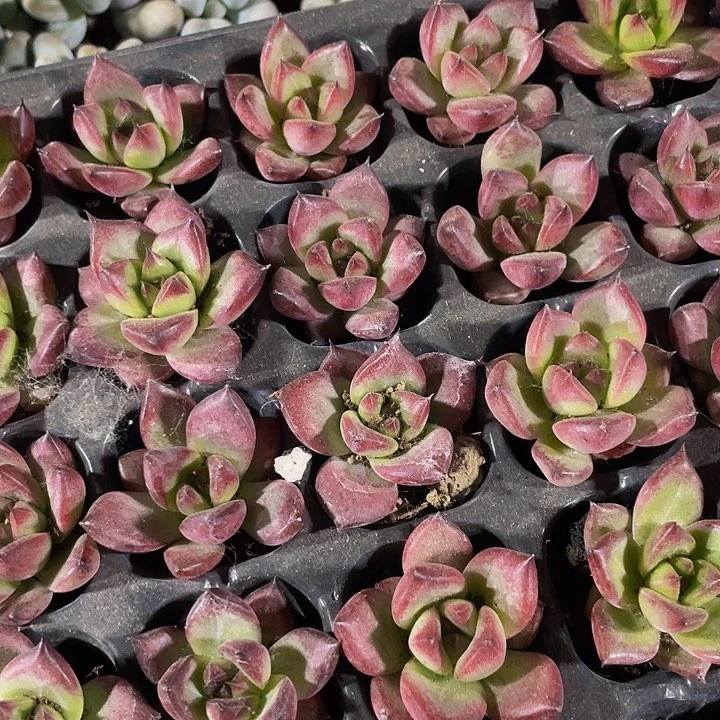 小罗卡1元带土发