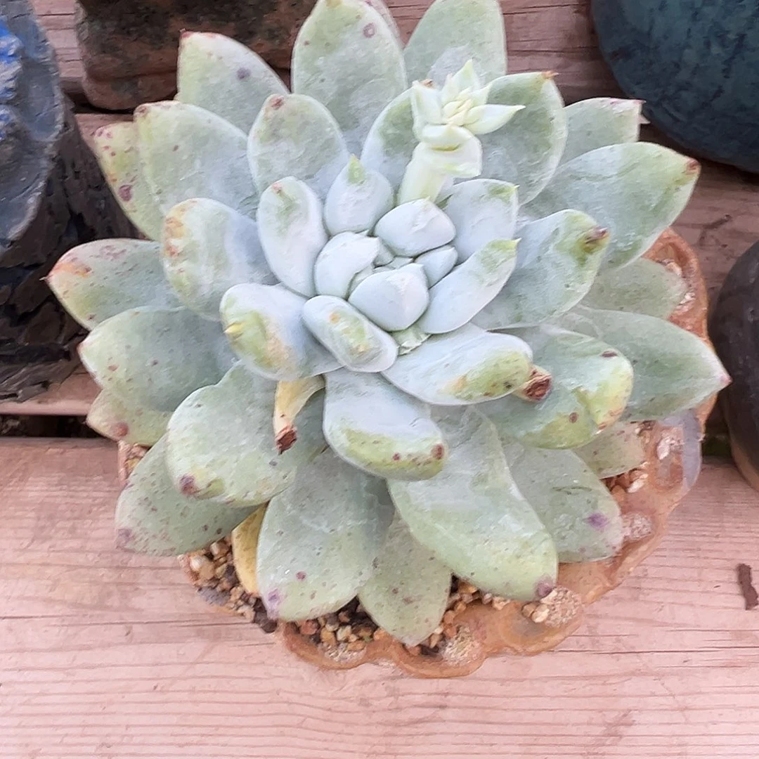 7734苹果叶拇指仙女杯