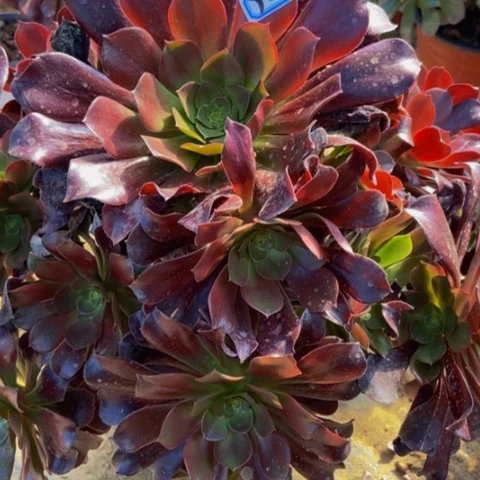 瓯紫多肉植物924多肉