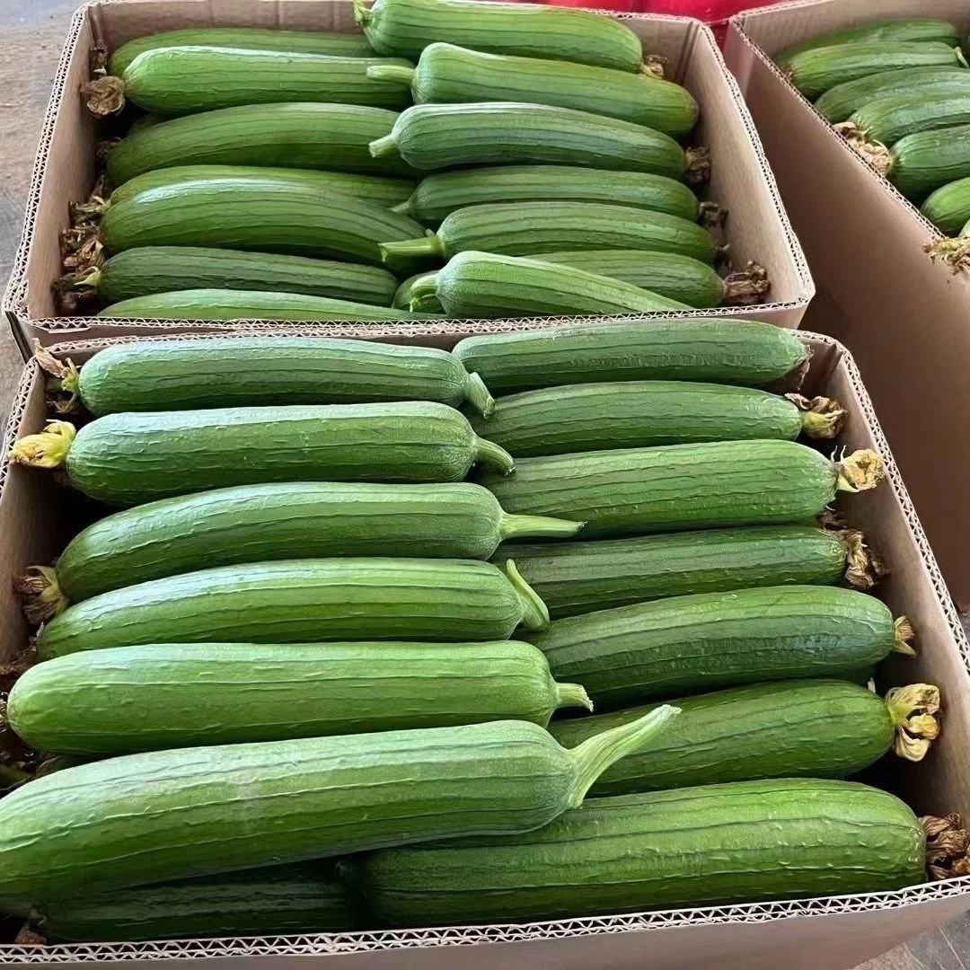 苏北奶油香丝瓜本地笨丝瓜露天菜当季新鲜青丝瓜绿瓜蔬菜时令蔬菜