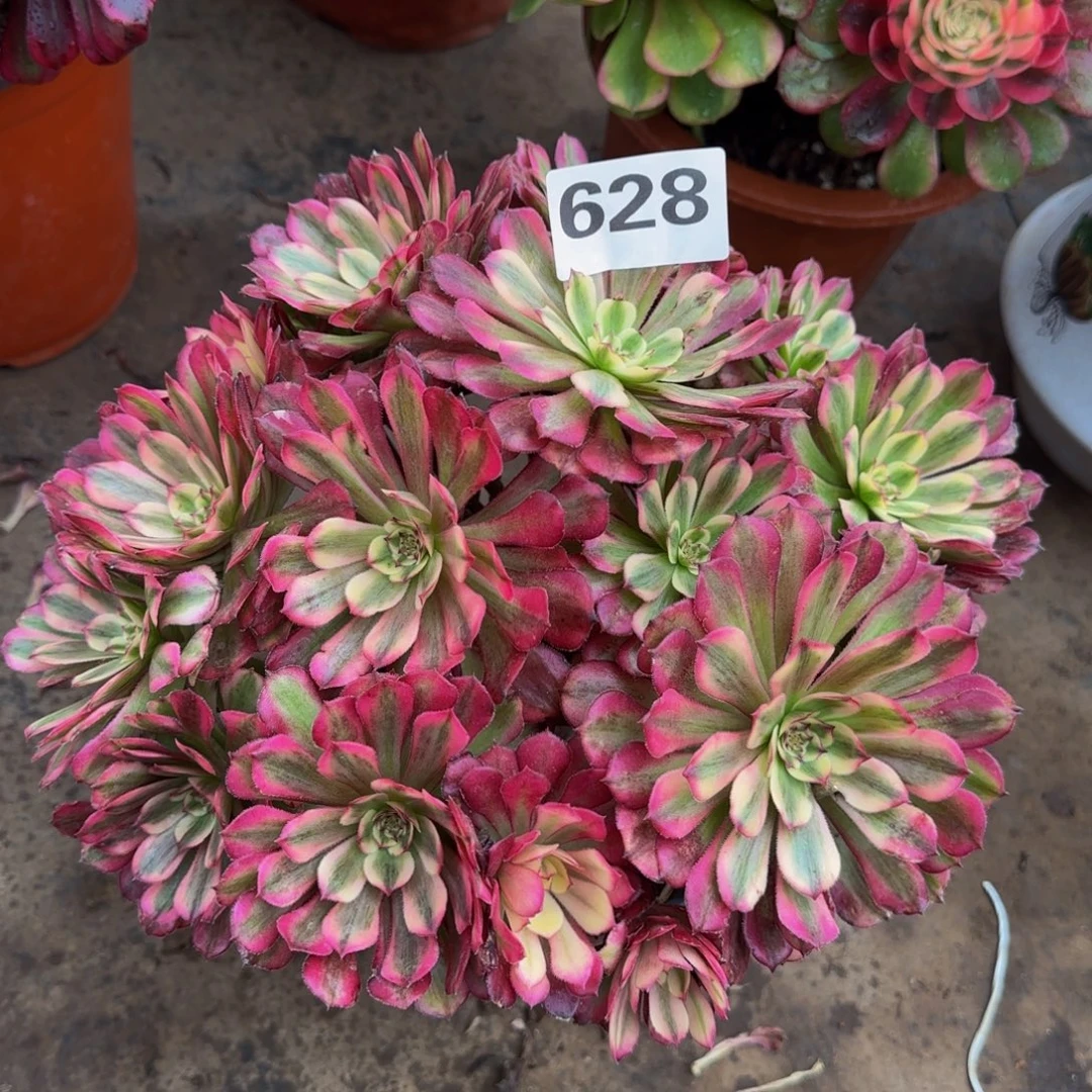 法师辉煌丛林328