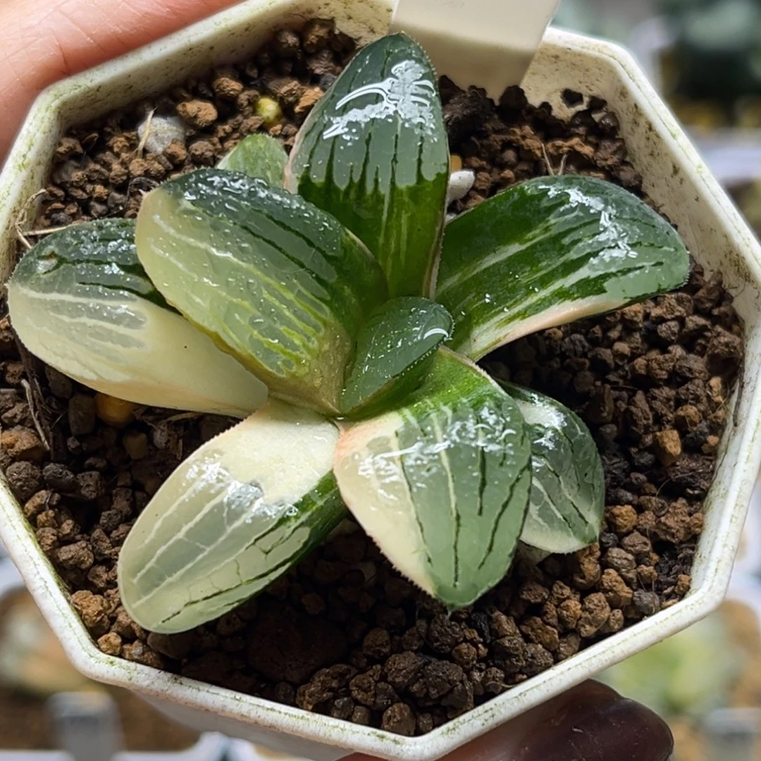 兮***39史扑锦fulizhuanc