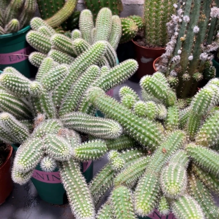 群生白檀吕根岛火焰一杯