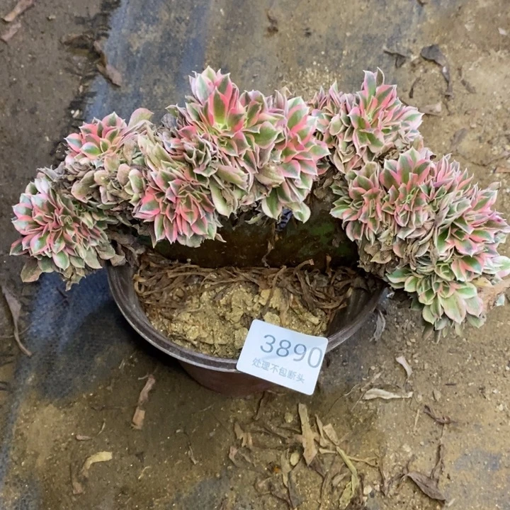 女巫多肉断头不包3890