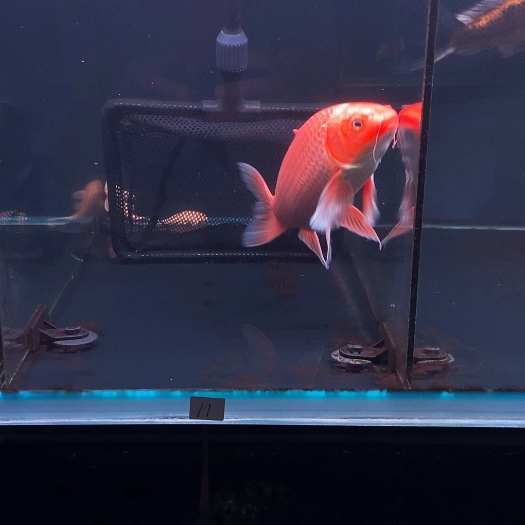 风***子蝴蝶鲤鱼11号红色蝴蝶鲤