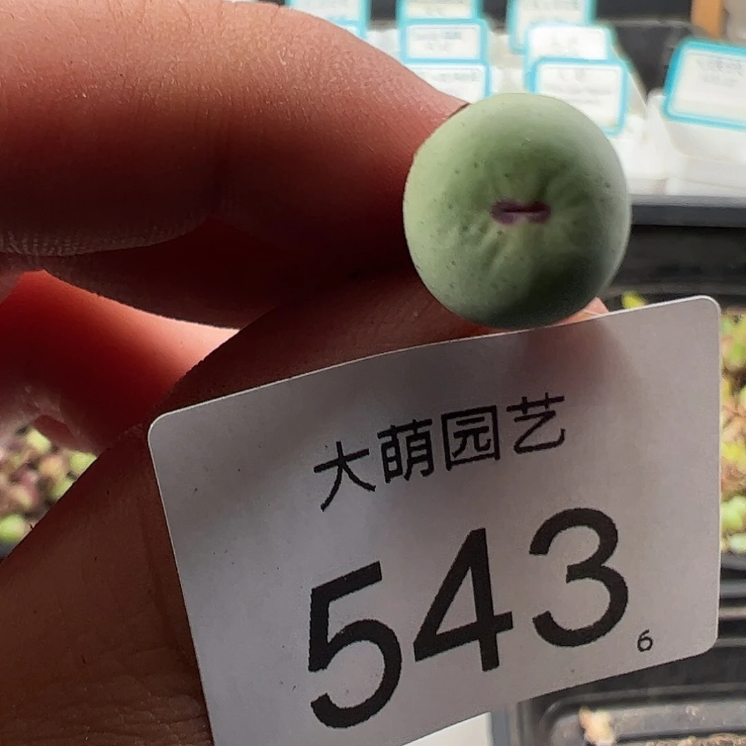 0000543 一物一拍……