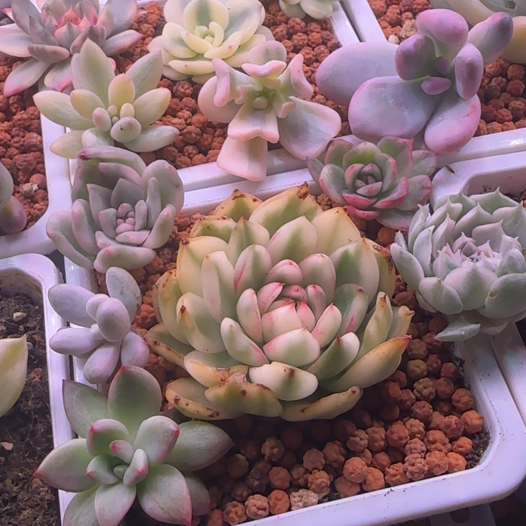 扶*?冷链 链接 多肉