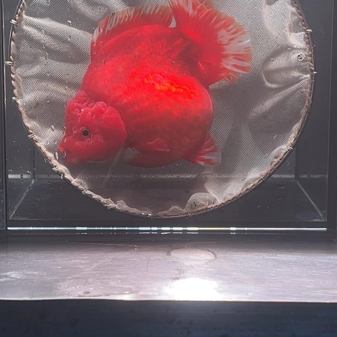 金鱼024。 965786699