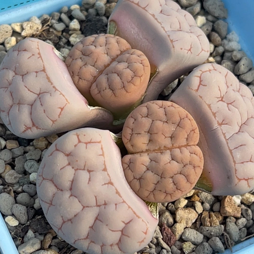 9838双头粉色蛙哥189一颗
