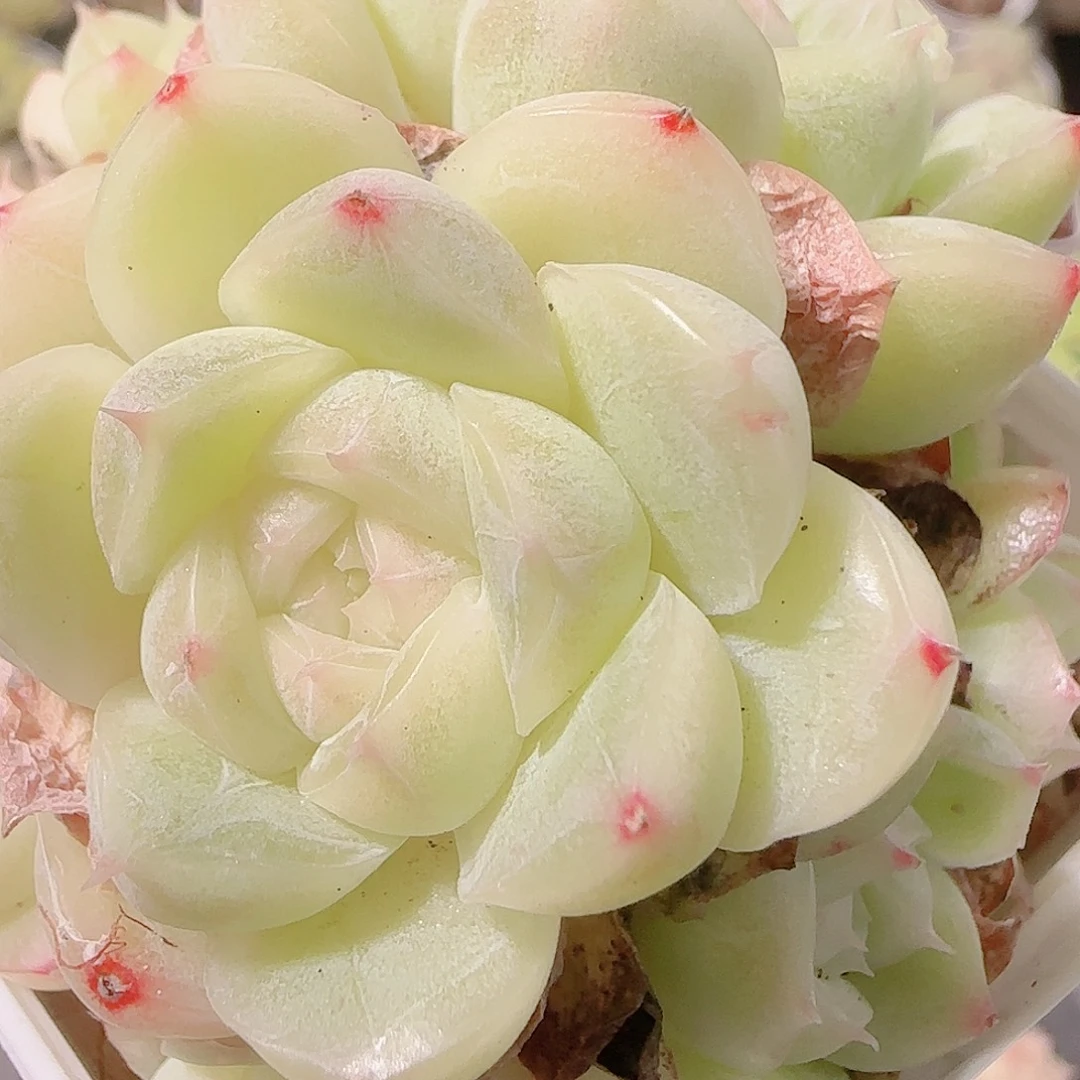 花语逸镜1125-177散