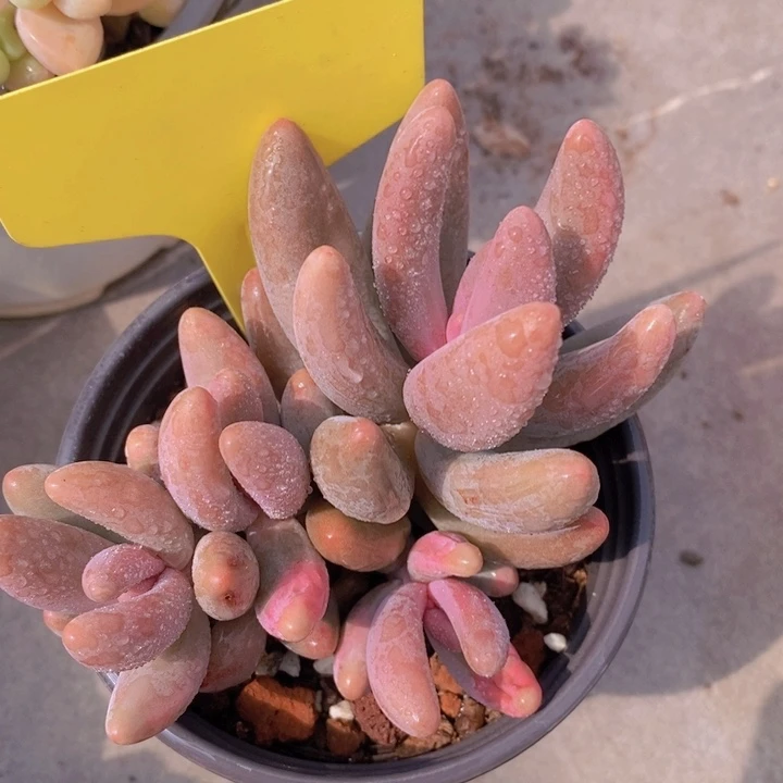 多肉植物，开心多肉