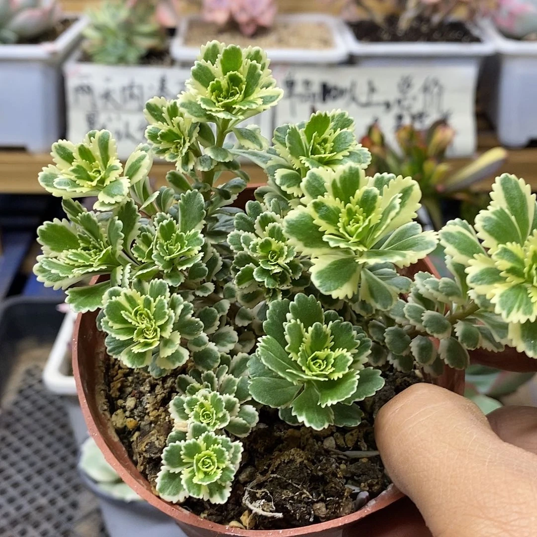 15196 亚特兰蒂斯