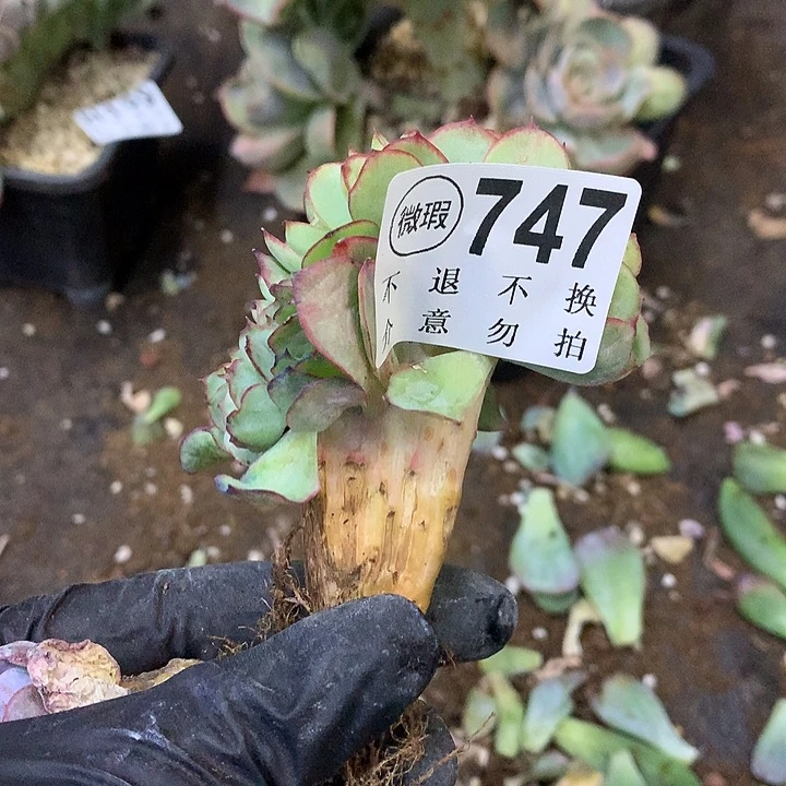 牡丹亭缀化 非偏远38包邮 节后发联系客服