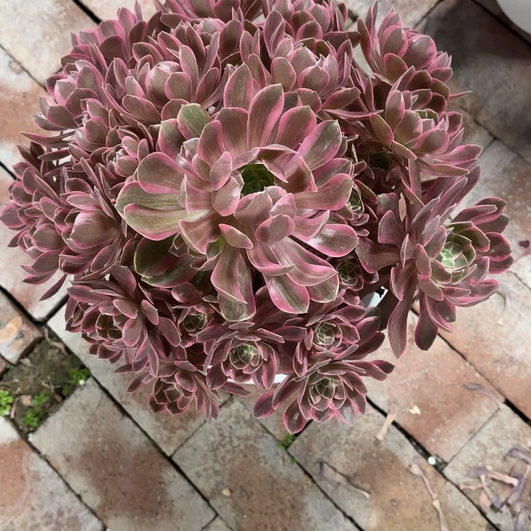 豆*浣纱大老桩冠幅脱土带土球发货