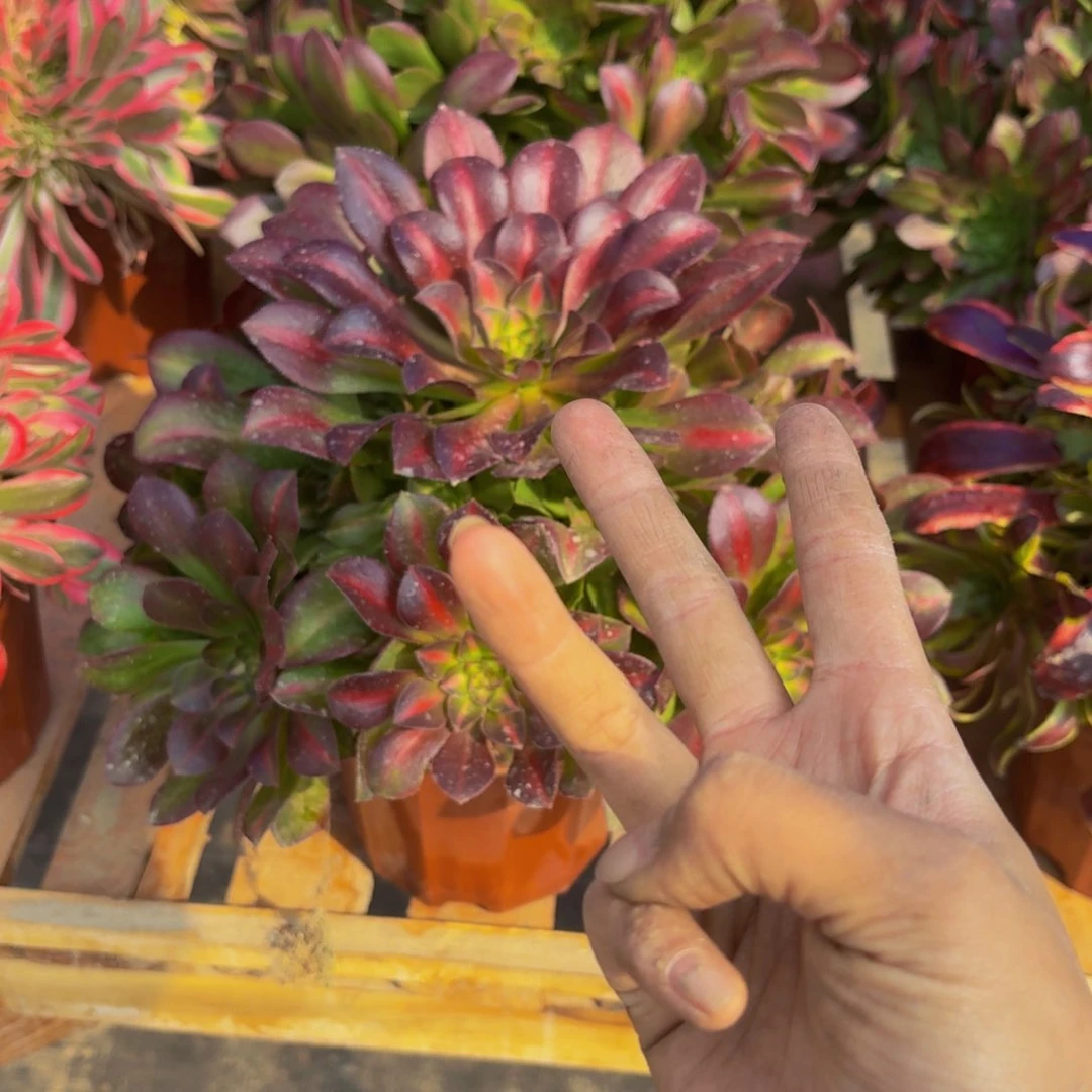 女巫中斑多肉植物捧花的