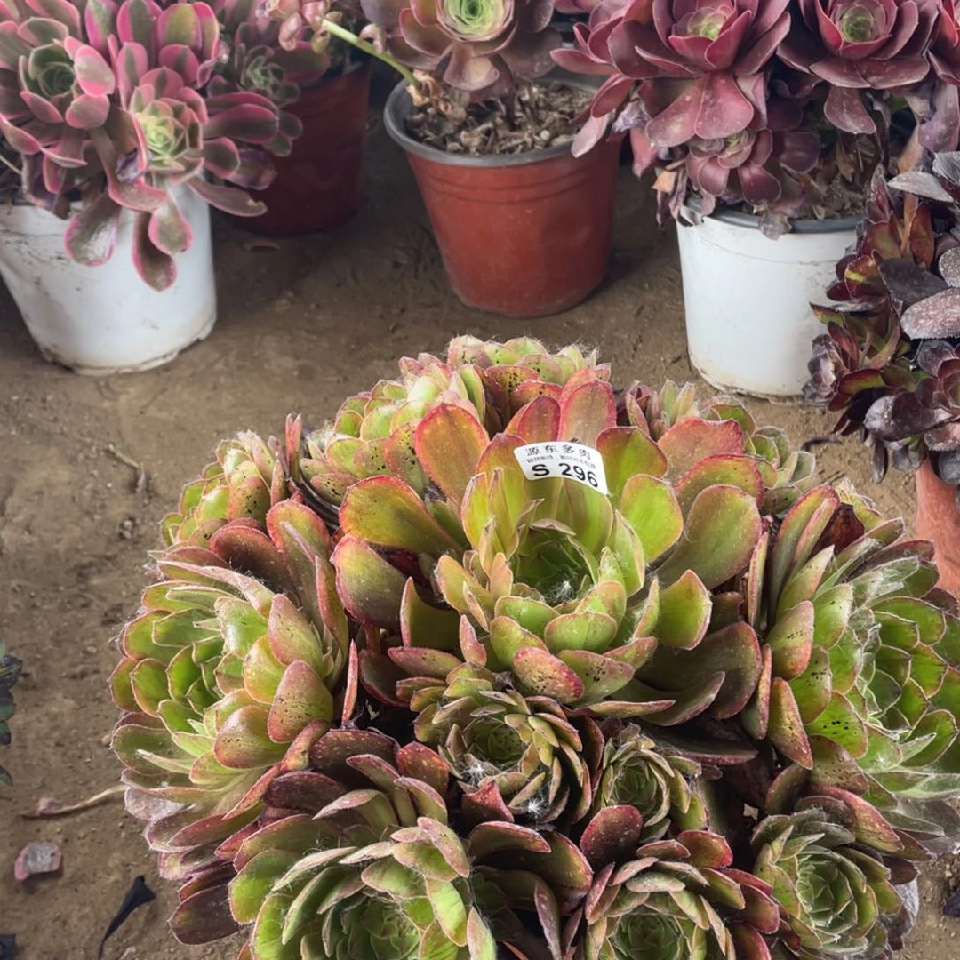 296斑斓多肉法师断枝不包