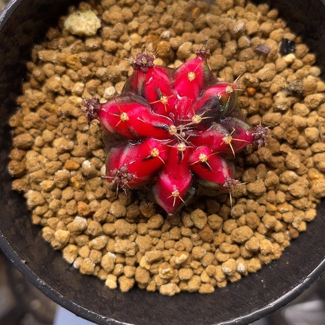 1-271上海侧芽3.3厘米