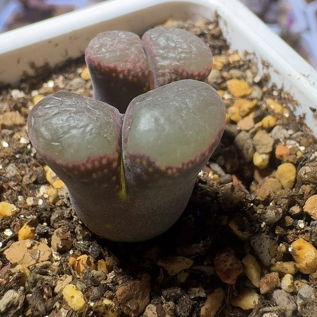 72号日本原株一物一拍