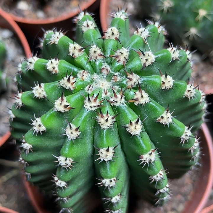 实生高耸彩草柱子