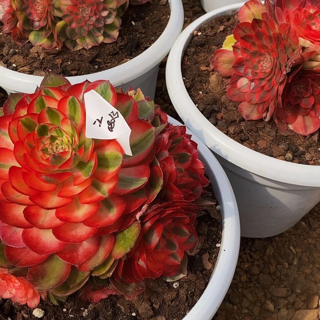 朵*上古园艺多肉植物