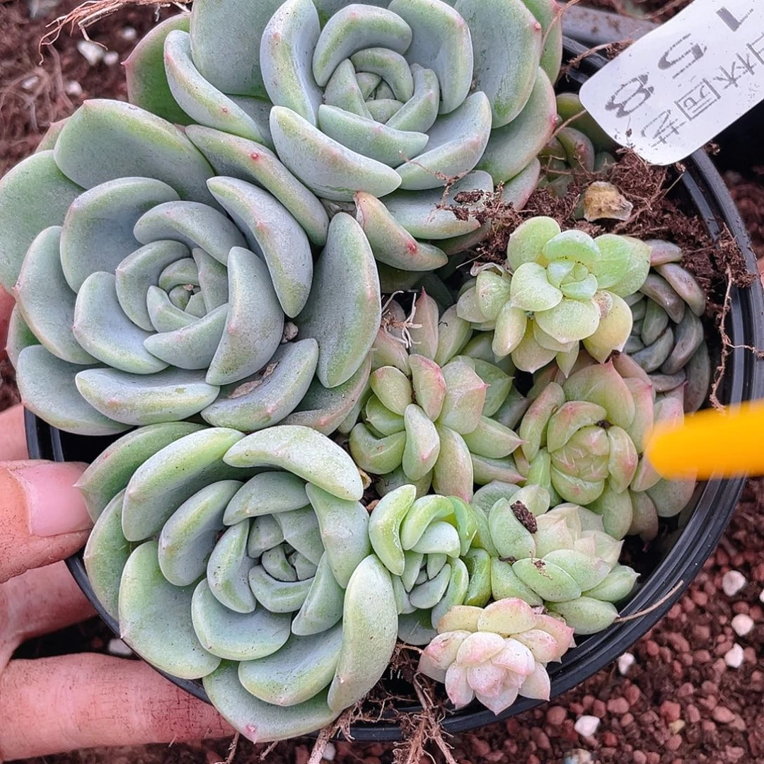 多肉植物多肉植物158