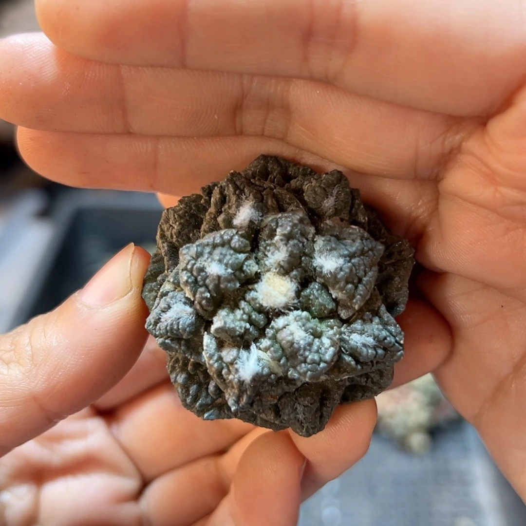 苗接无根龟甲牡丹4公分