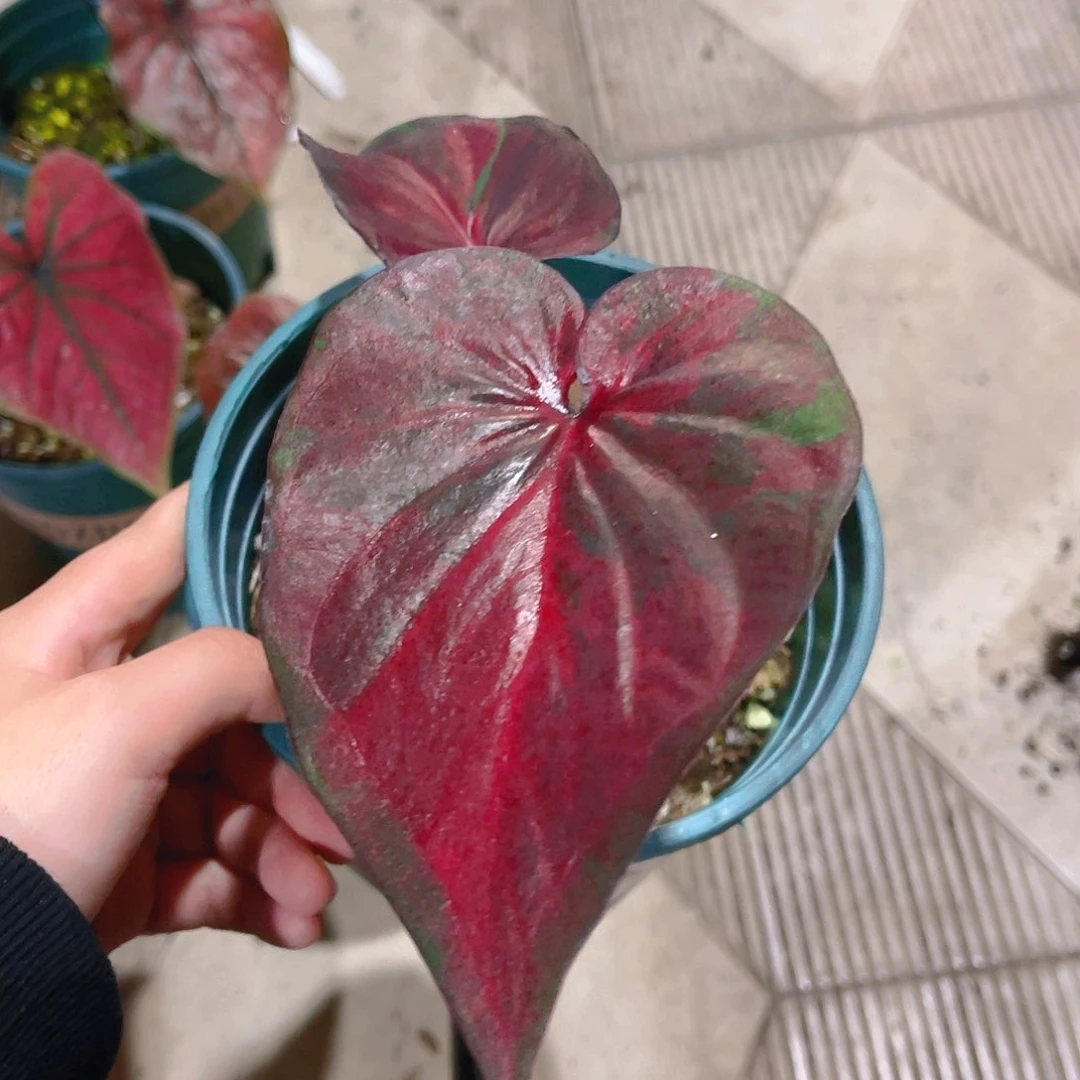 完全开放1193泰彩一物一拍