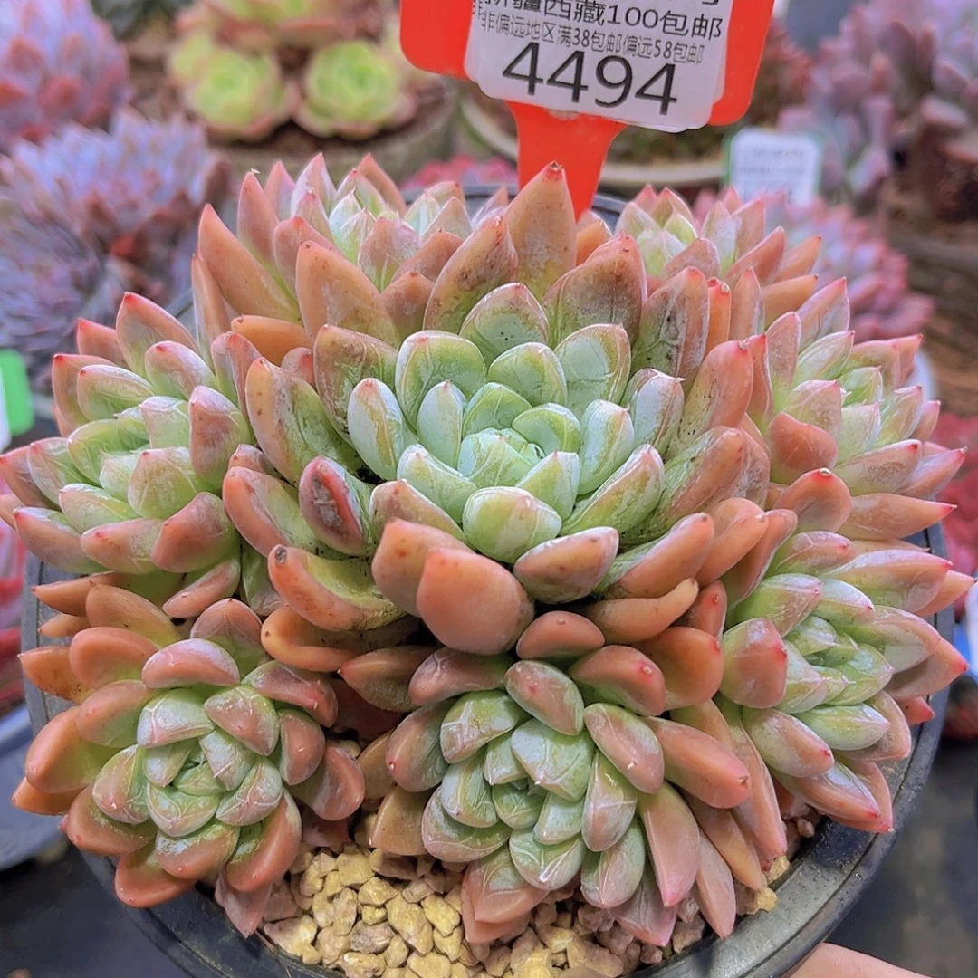 4494艾莎公主。