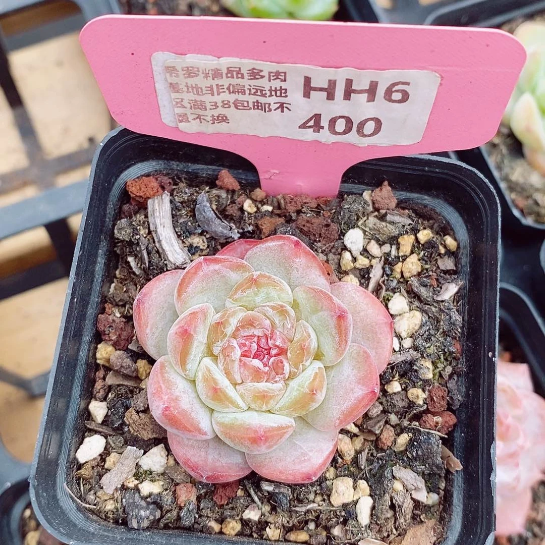 绿冰4-5cm多肉植物