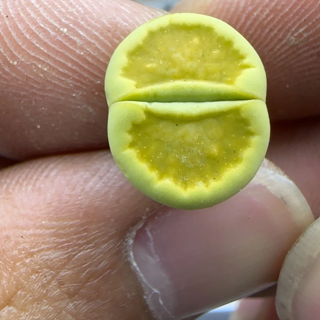 688 生石花大棚直播