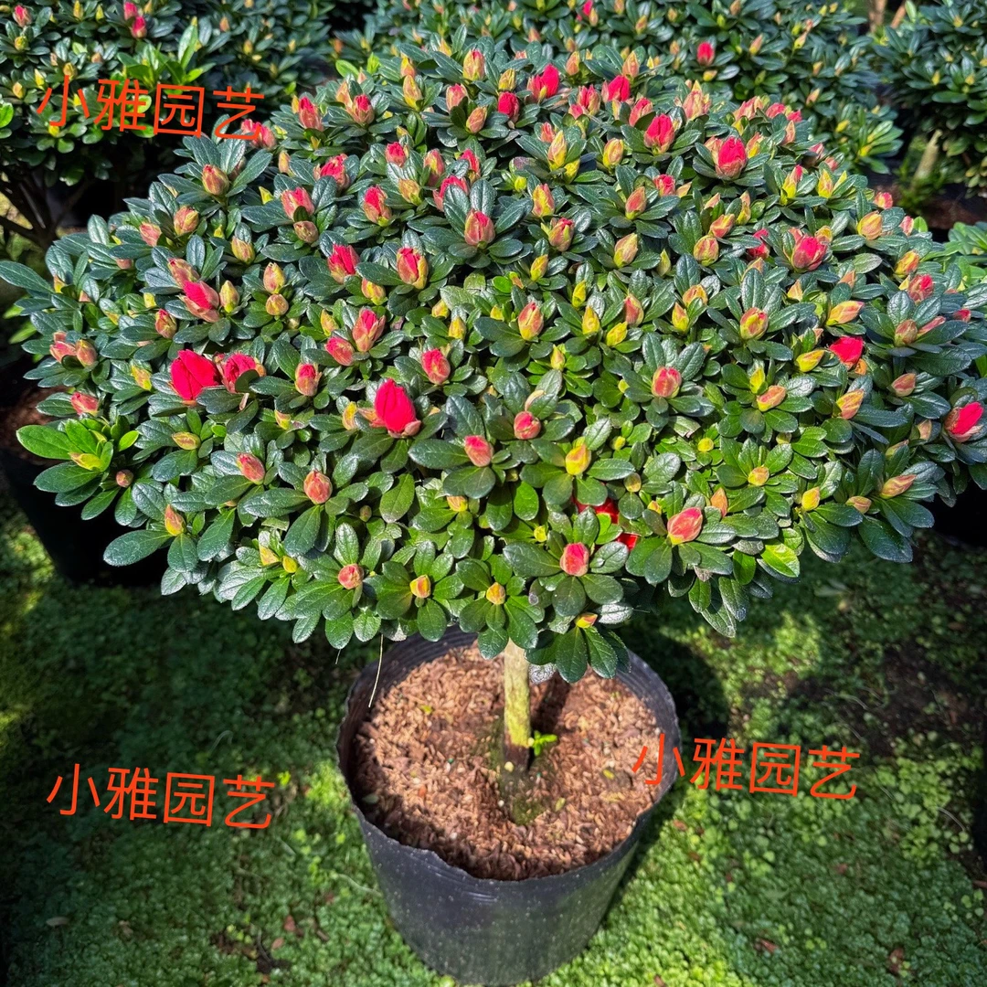 红宝石杨梅红比利时杜鹃花好养四季开花阳台庭院办公室精美盆栽