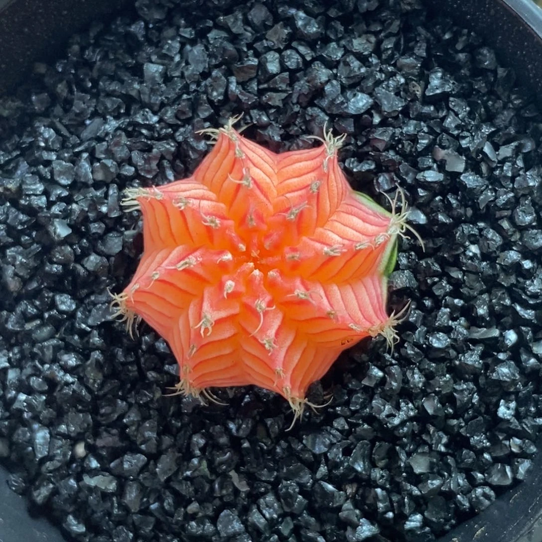 精品米哈—脱土发货51