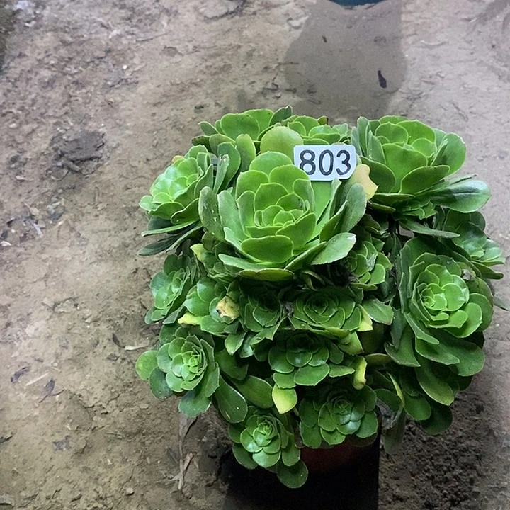 803，绿羊绒多肉法师多肉法师