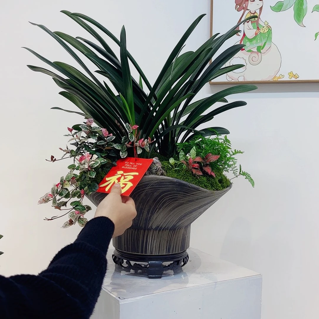 无花朵小*高端盆景一物一拍